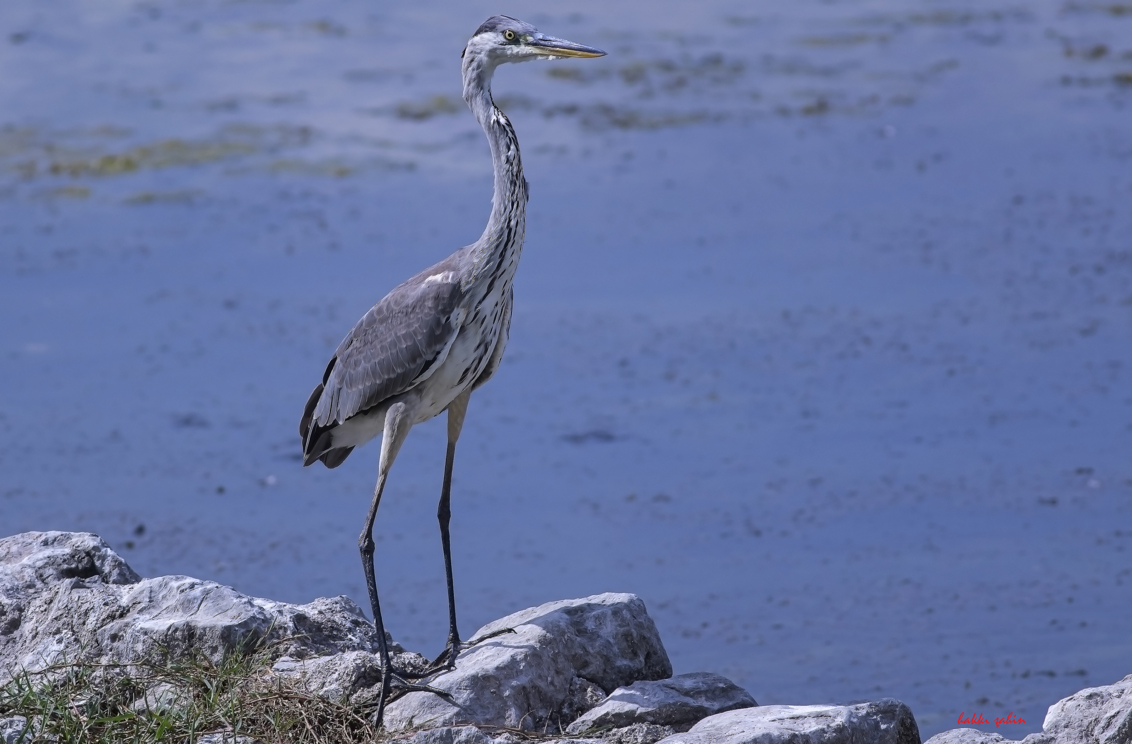 Gray Heron